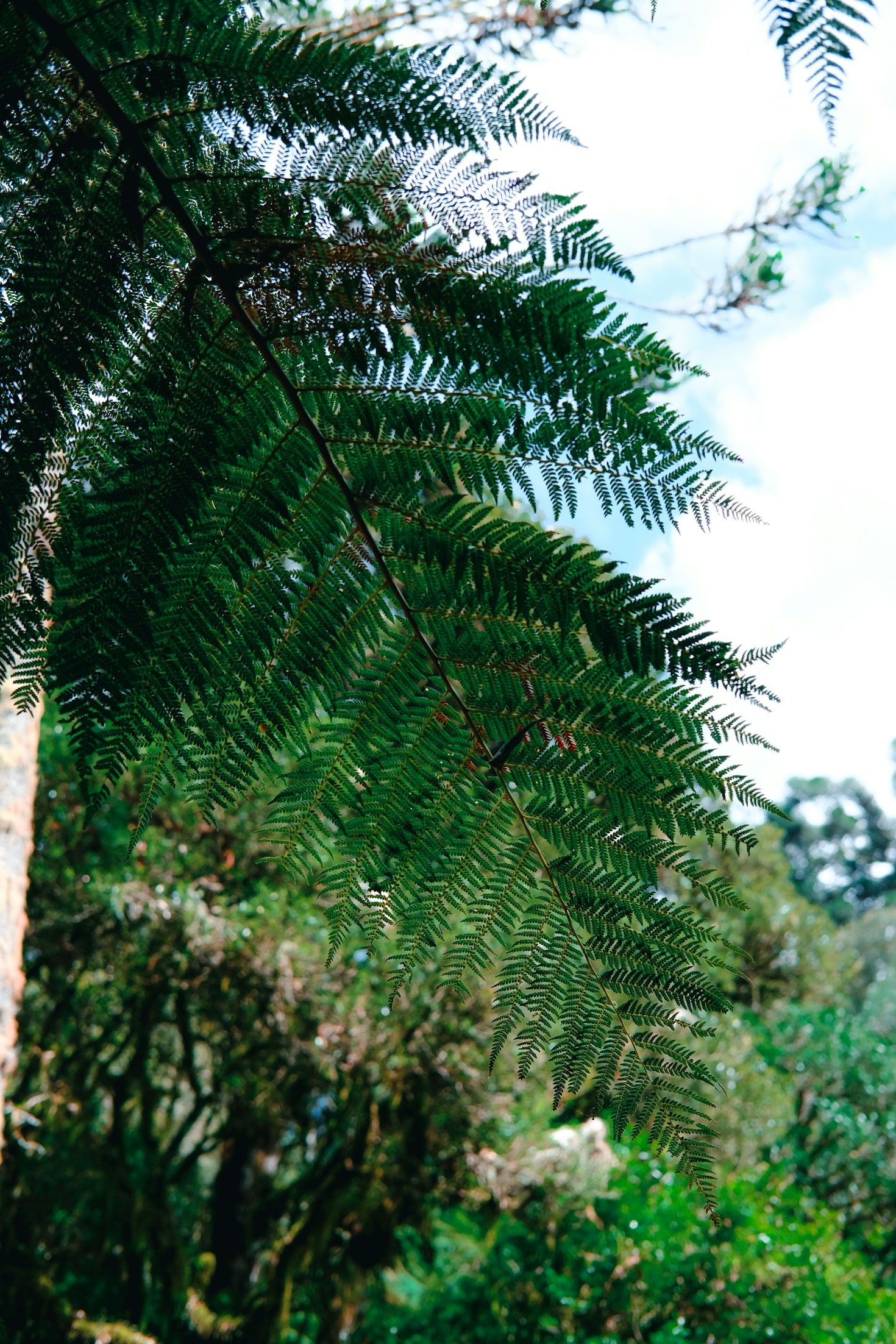 Vikten av emotionell hälsa efter trauma